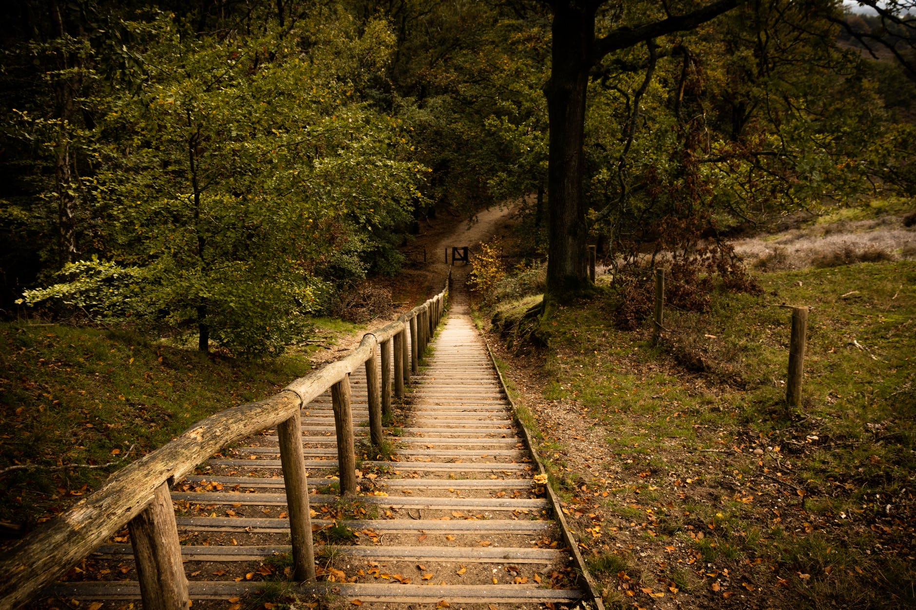 forest stairs