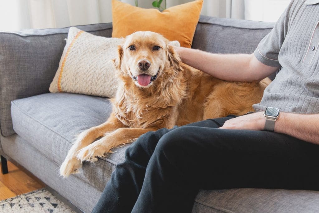 therapy dog